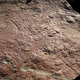 Image for article titled Meet the 300 million-year-old reptile who truly conquered the land